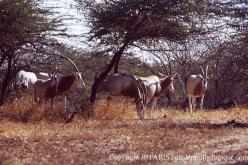 Sahara Oryx