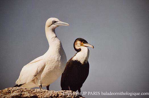 Great Cormorant (White-breasted)