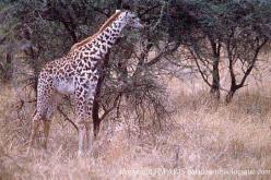 Girafe du Kenya