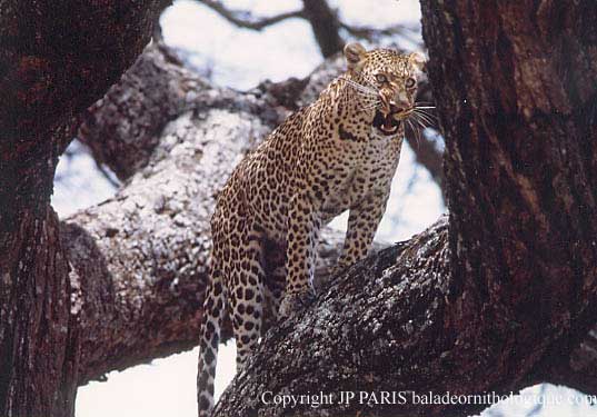 Panthera pardus