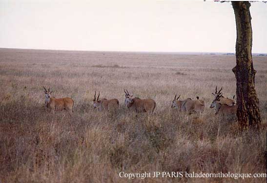 Taurotragus oryx