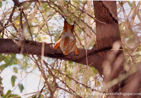 Chauve-souris sp