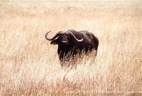 African Buffalo