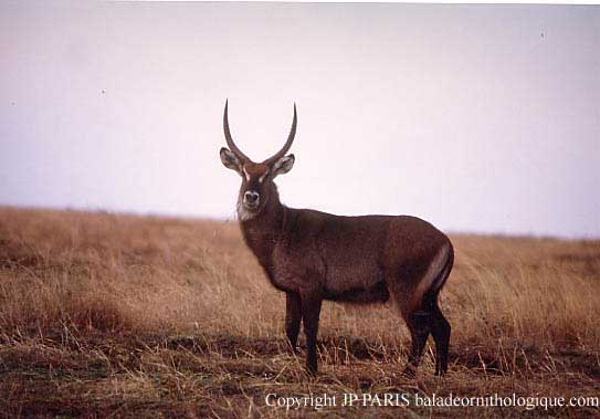 Cobe
