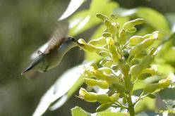 Colibri à gorge noire