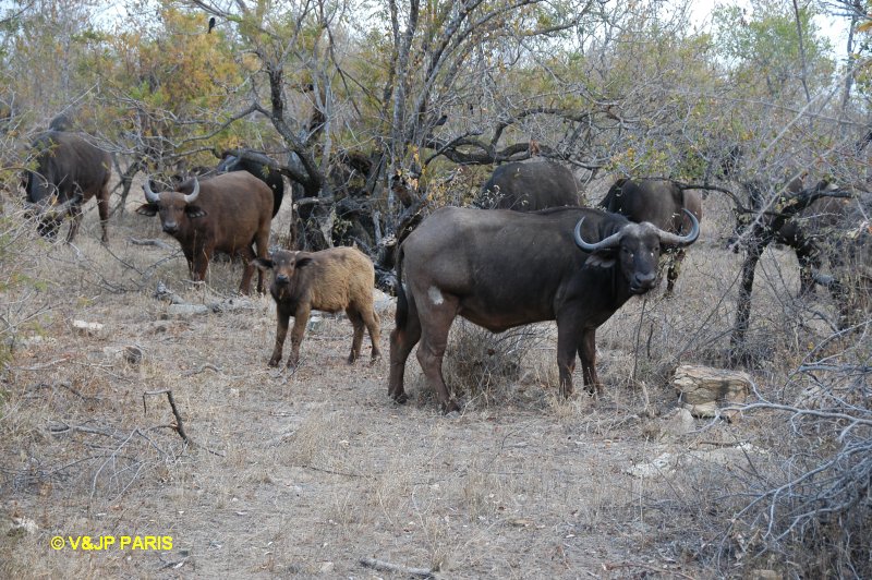 Buffle d'Afrique