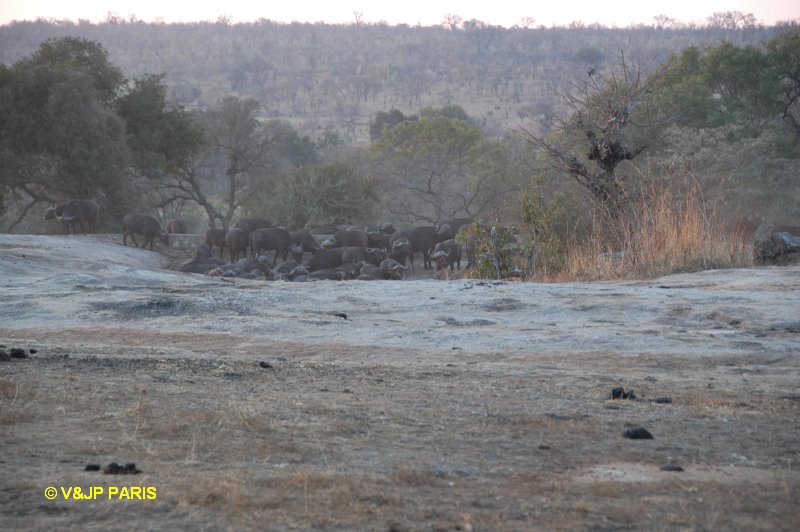 African Buffalo