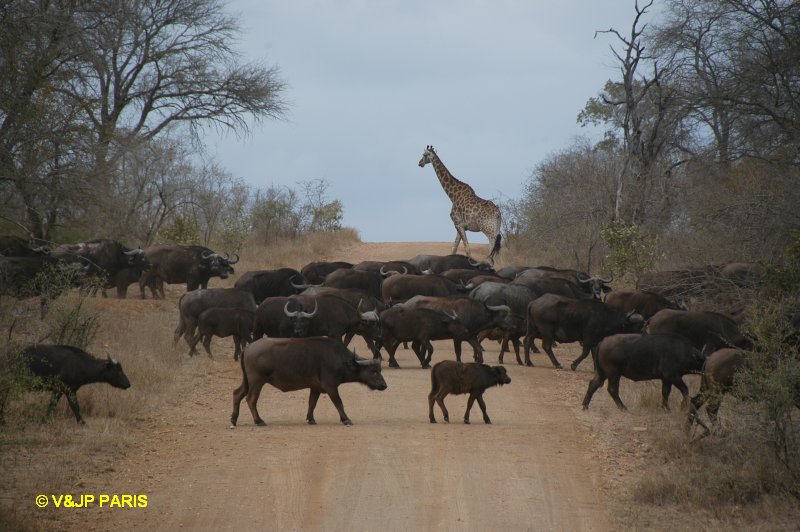 Buffle d'Afrique