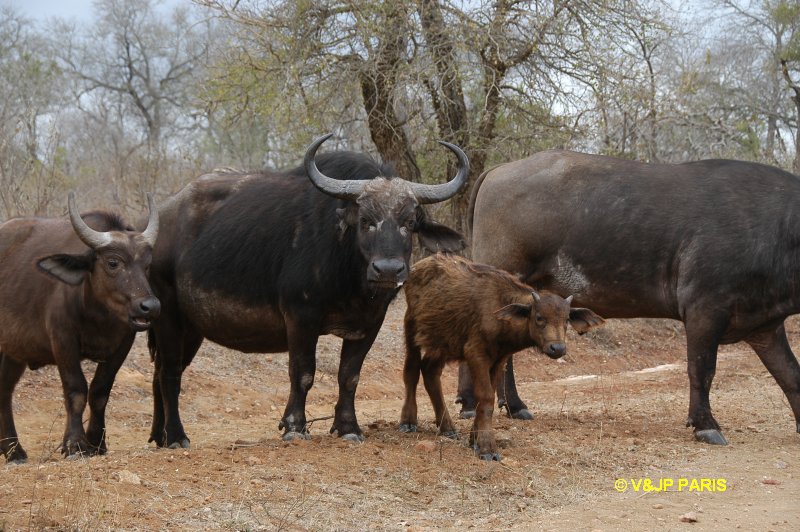 Buffle d'Afrique