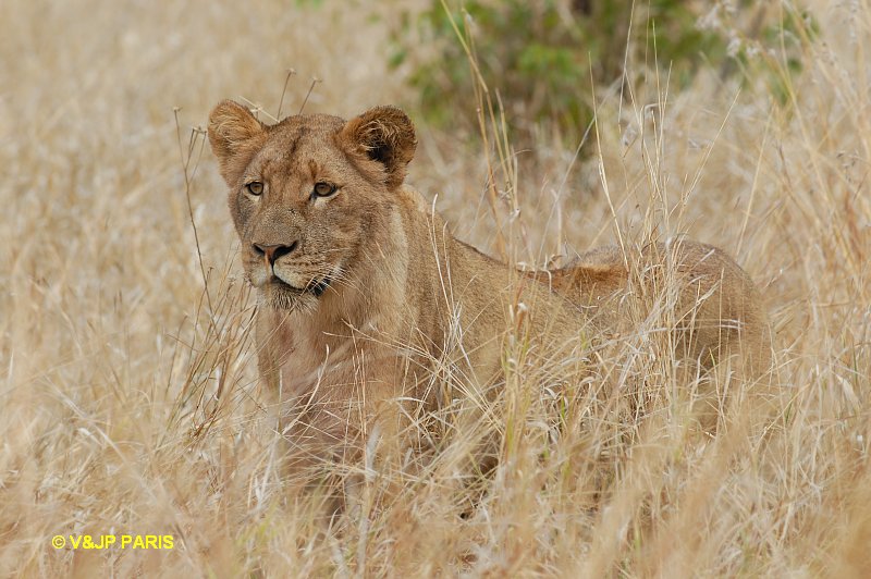 Panthera leo