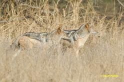Black-backed Jackal