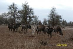 Blue Wildebeest Bull