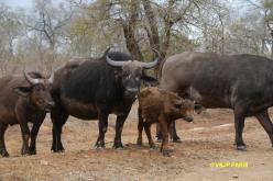 African Buffalo