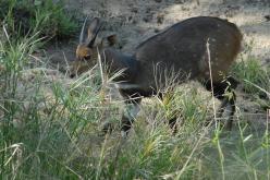 Bushbuck