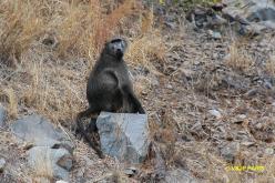 Chacma Baboon