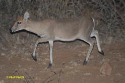 Common Duiker