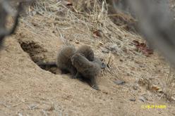 Dwarf Mongoose