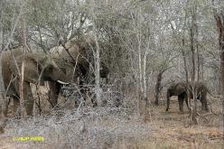 African Elephant