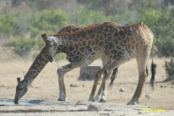 Girafe du Kenya
