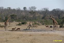 Girafe du Kenya