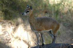 Klipspringer