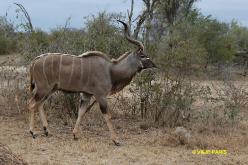 Kudu