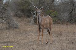 Kudu
