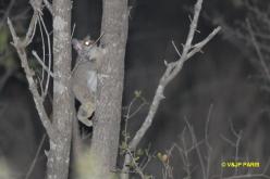 Lesser Bushbaby