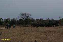 Éléphant d'Afrique