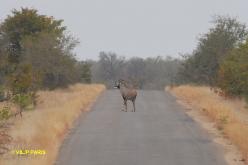 Antilope Chevaline