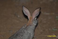 Scrub Hare
