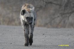 Spotted Hyaena