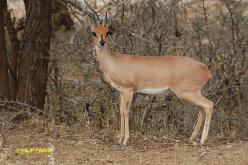 Steenbok