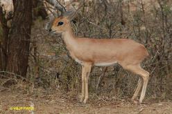 Steenbok