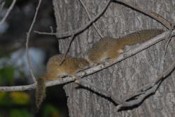 Tree Squirrel