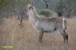 Waterbuck