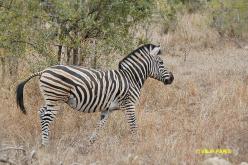 Burchell's Zebra