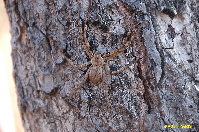 Rain Spider