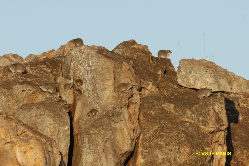 Yellow-spotted Rock Dassie
