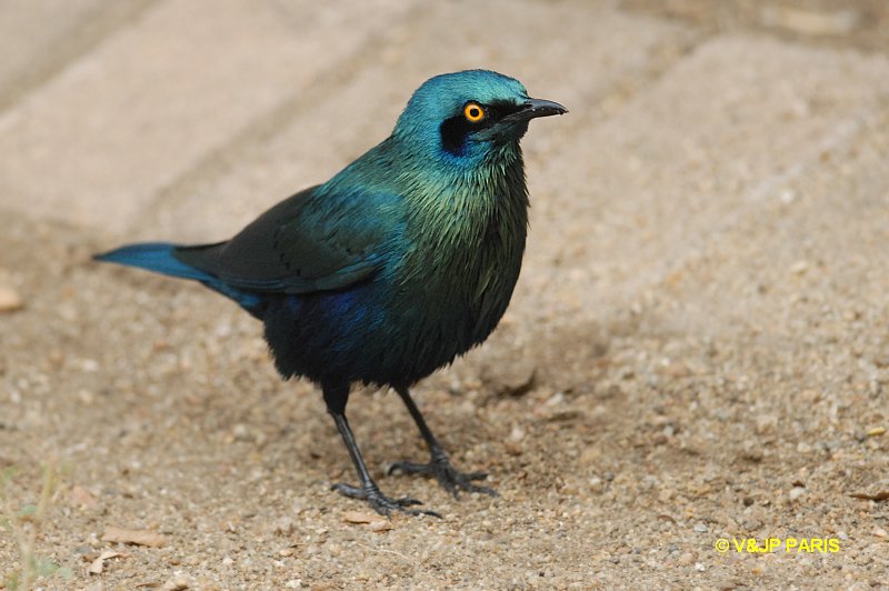 Greater Blue-eared Glossy-Starling