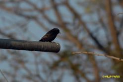 Southern Black-Flycatcher