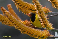 African Black-headed Oriole