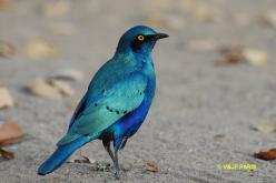 Greater Blue-eared Glossy-Starling