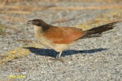 White-browed Coucal (Burchell's)