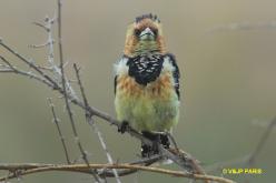 Crested Barbet