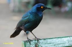 Cape Glossy-Starling