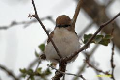 Mariqua Flycatcher