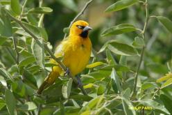 Cape Weaver