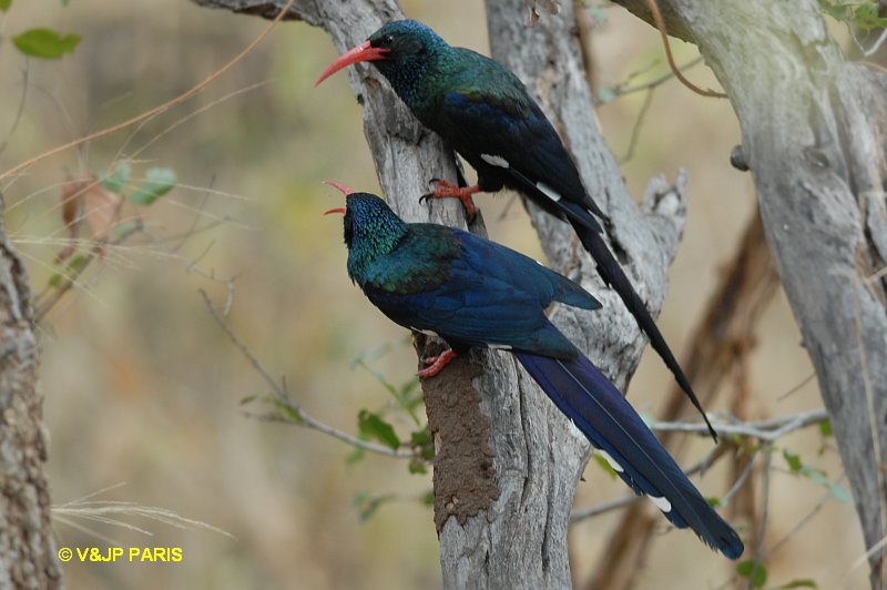 Green Woodhoopoe