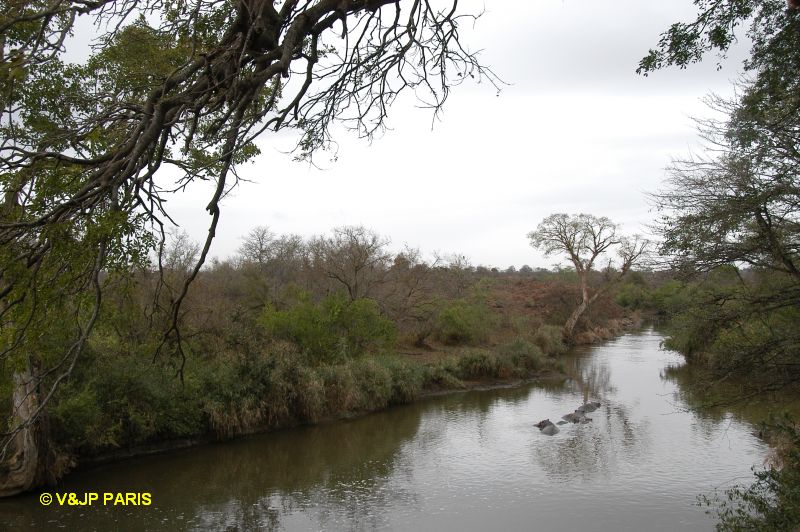 Kruger : Route de Crocodile Bridge  Satara